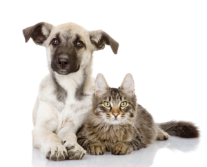 Tierärztliche Praxis Dr. Stefani Schuierer, Traunstein